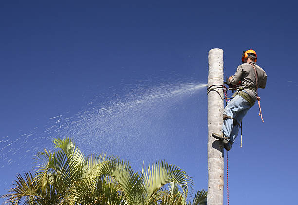 Best Emergency Tree Removal  in USA